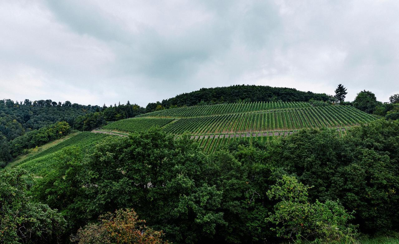 Weingut Hees - Landgasthof Zum Jaeger Aus Kurpfalz Hotel 3*